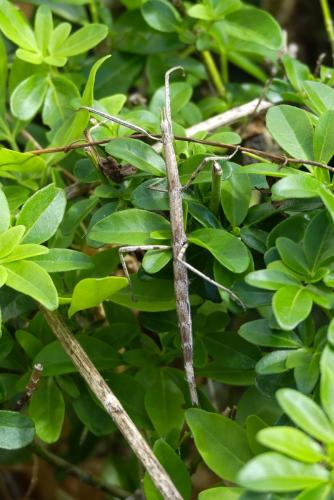 Réf. 210 959 : Clonopsis gallica